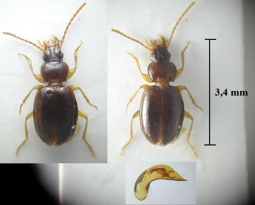 Trechus distigma